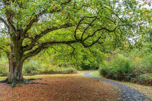 7 lessen die we van bomen kunnen leren