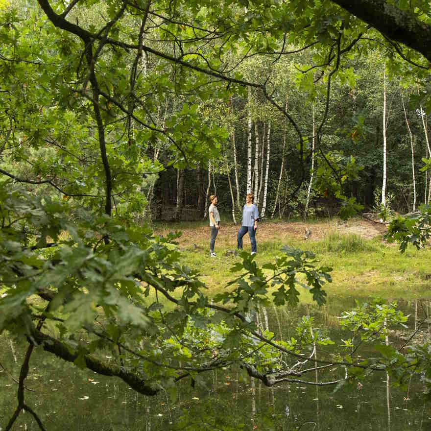 forest photo